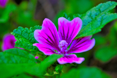 「足元のその花でさえ・・・」