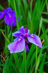 アヤメ　菖蒲　カキツバタ