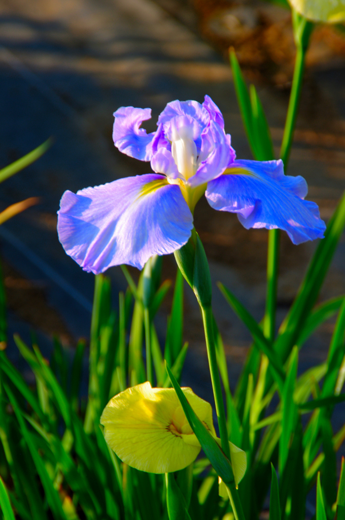 アヤメ　菖蒲　カキツバタ