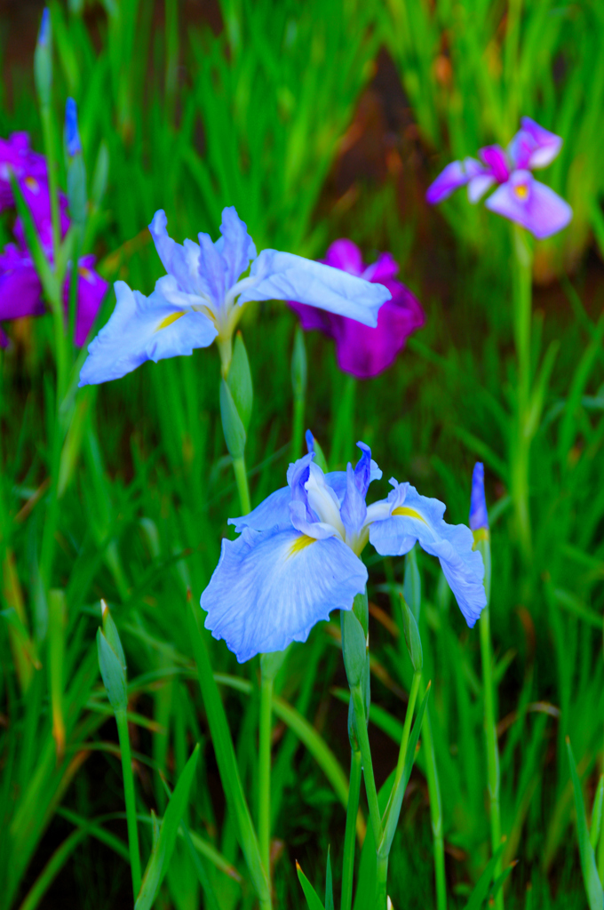 アヤメ　菖蒲　カキツバタ