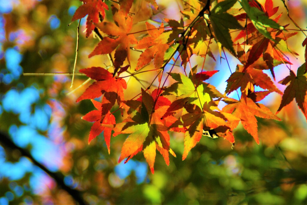 公園の紅葉①