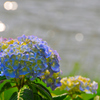 アジサイ　川をバックに