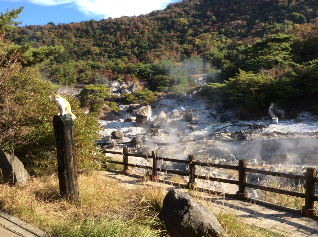 雲仙の猫