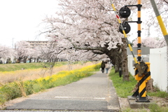 佐奈川の桜