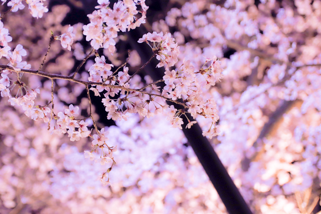 夜桜