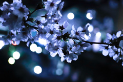 夜桜