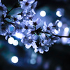 夜桜
