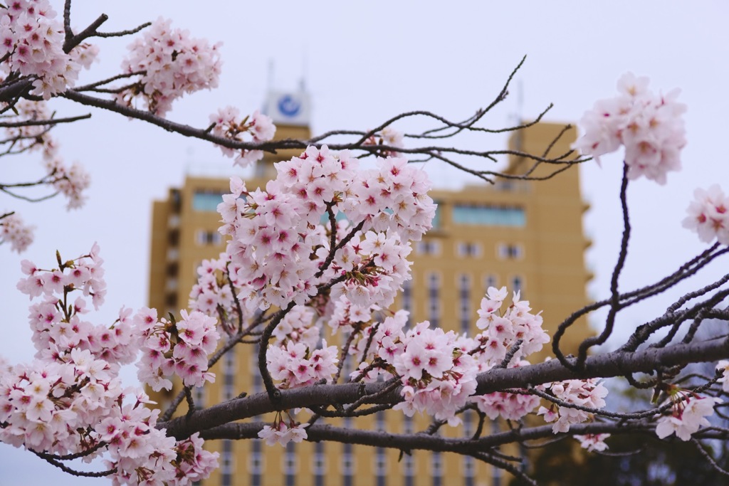 曇り時々さくら