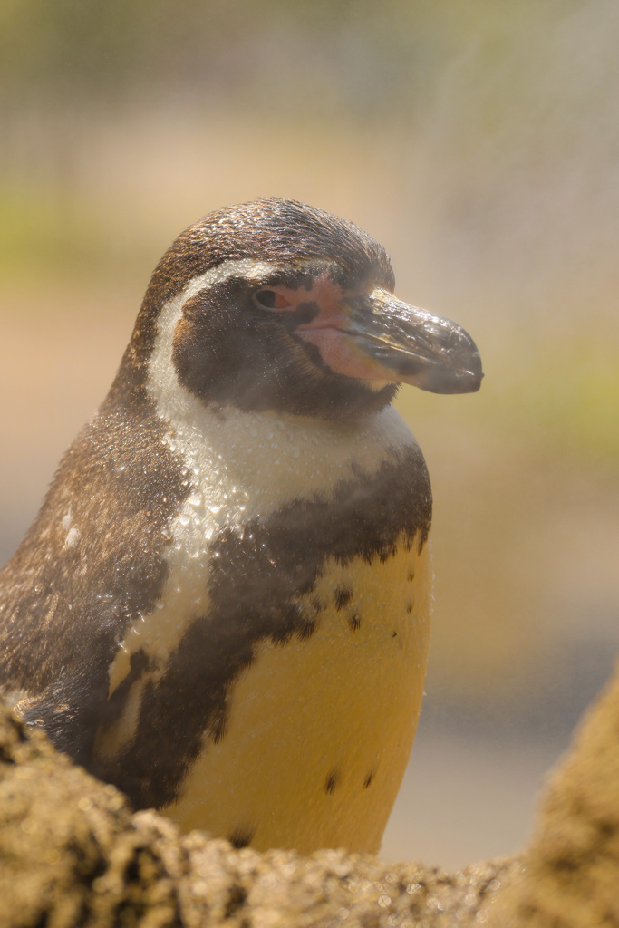 フンボルトペンギンʕ•̫͡•ʔ