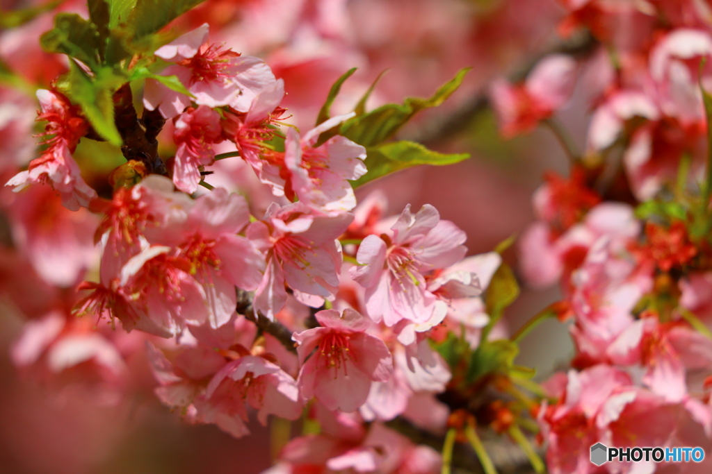 桜舞い散るなかに忘れた記憶と〜〜〜♪