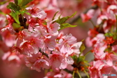 桜舞い散るなかに忘れた記憶と〜〜〜♪