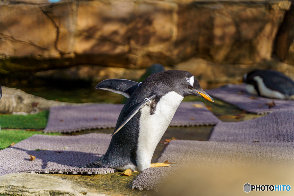 ペンギン歩き