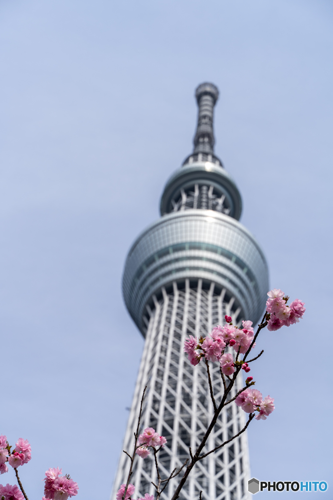 スカイツリーと桜