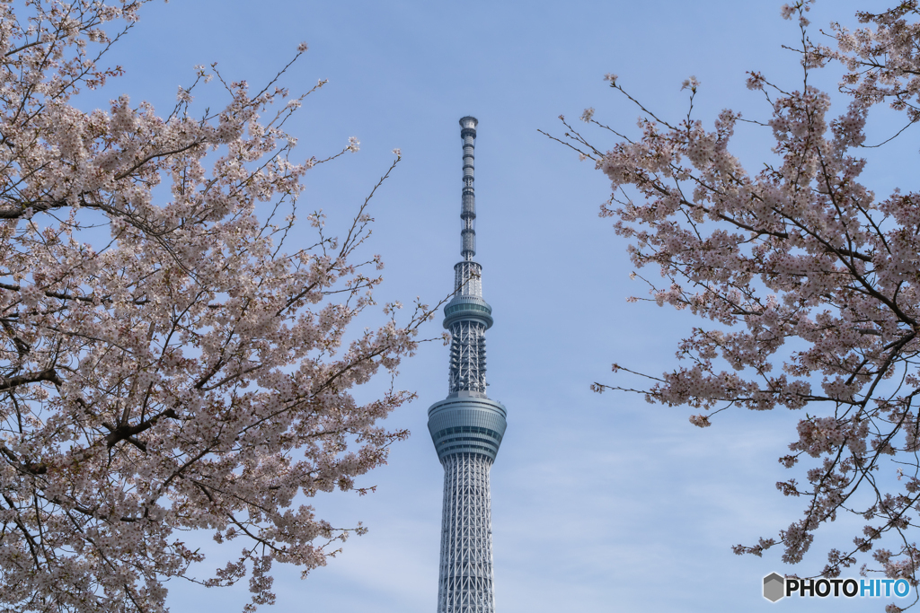 春の日の1枚