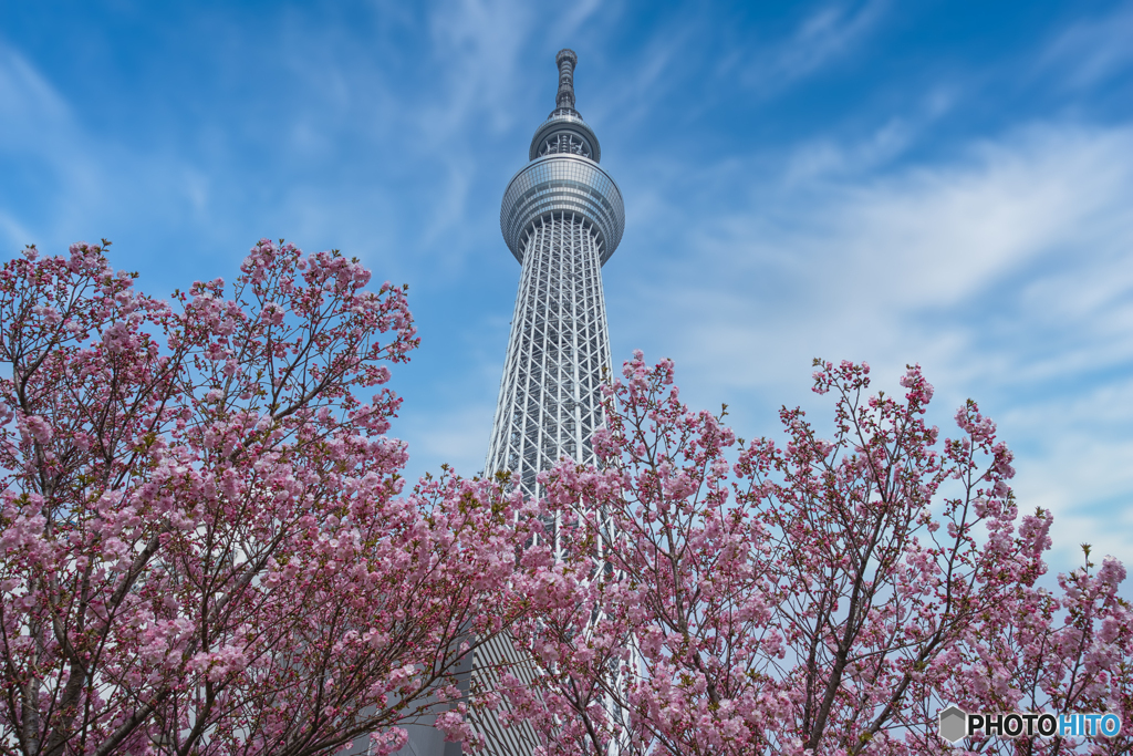 スカイツリーと桜