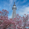 スカイツリーと桜