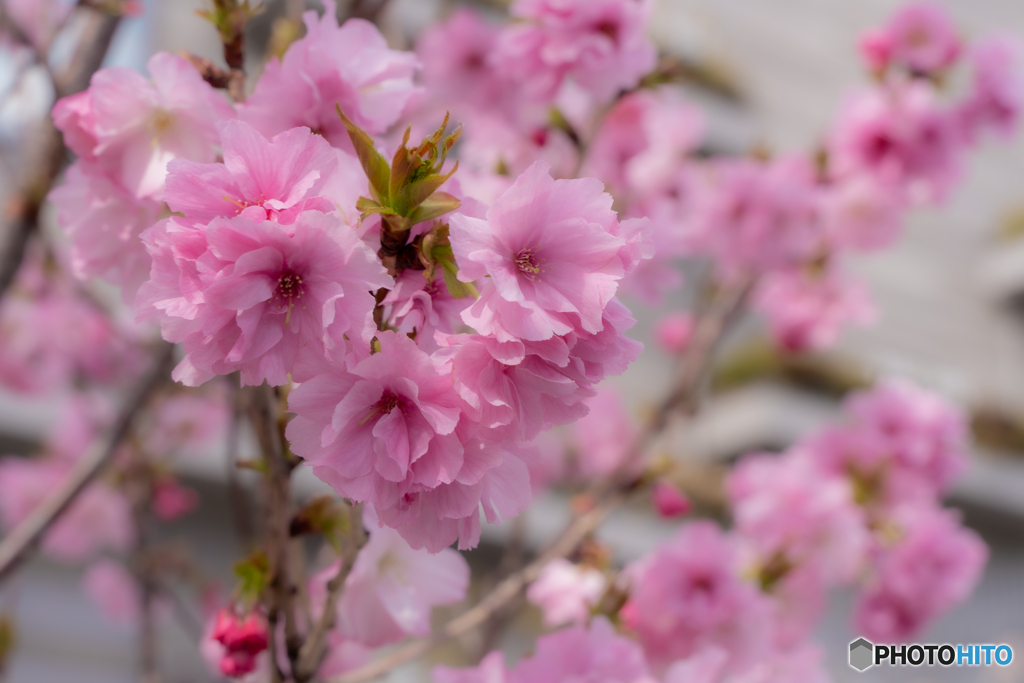 桜