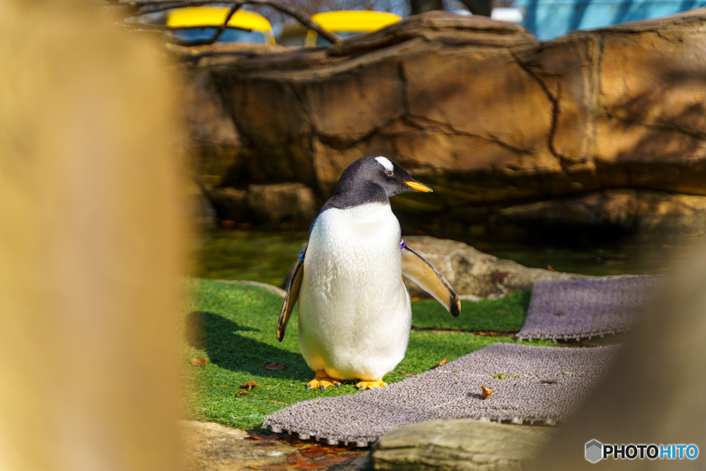 ペンギン