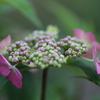 家の山紫陽花