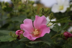 家の芙蓉