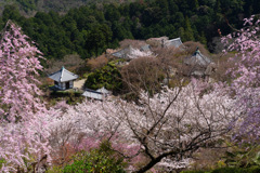 桂昌殿からの眺め