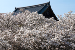 観音堂・瓦屋根と御室桜