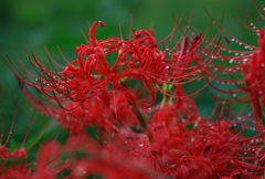 Lycoris radiata