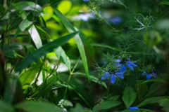 草むらの世界