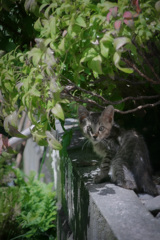 子猫
