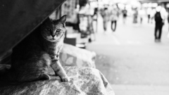 59BAE980-0B4B-4066-A7B6-870F0FF534DB