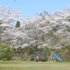 公園の桜