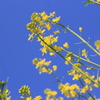 菜の花