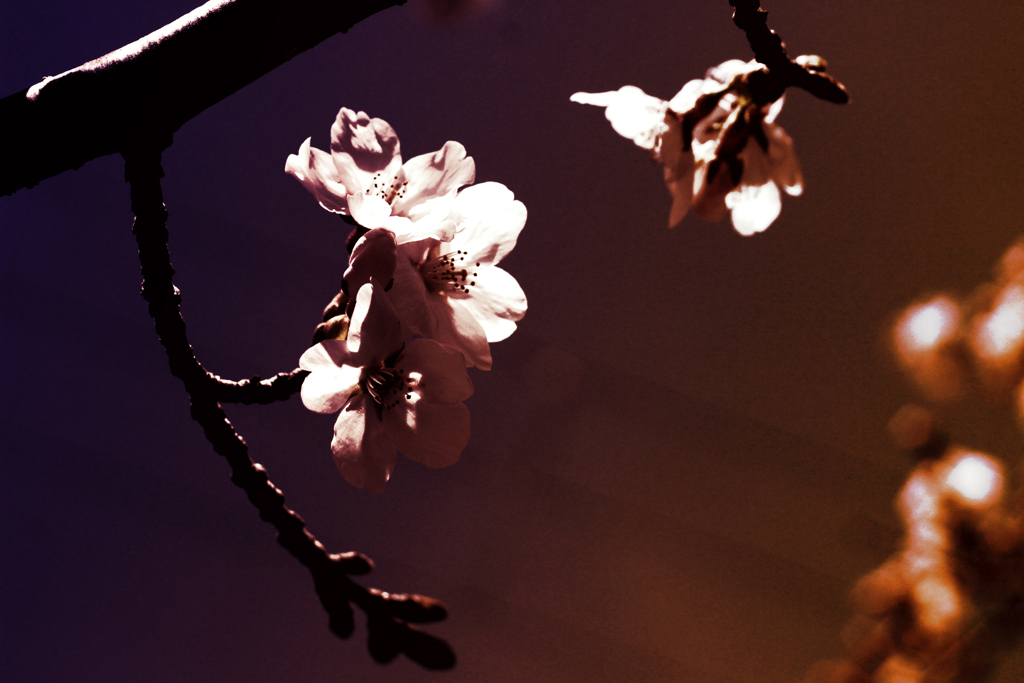 桜