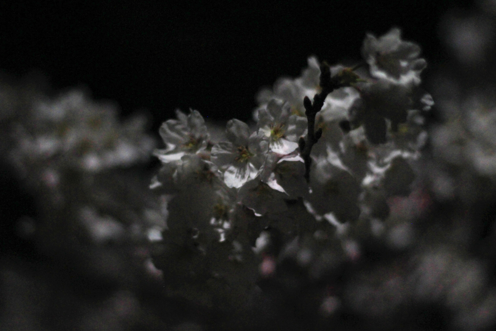 夜桜