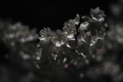 夜桜