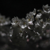 夜桜