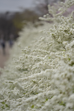 桜に負けるもんか