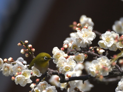 西新井大師のウメジロウ