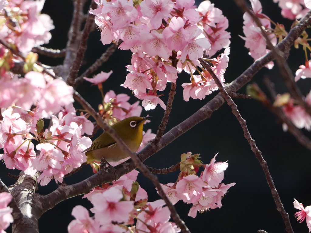 河津桜とメジロ