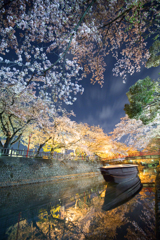 水門川夜桜景３