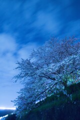 墨俣夜桜