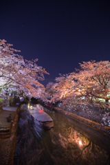 水門川夜桜景２