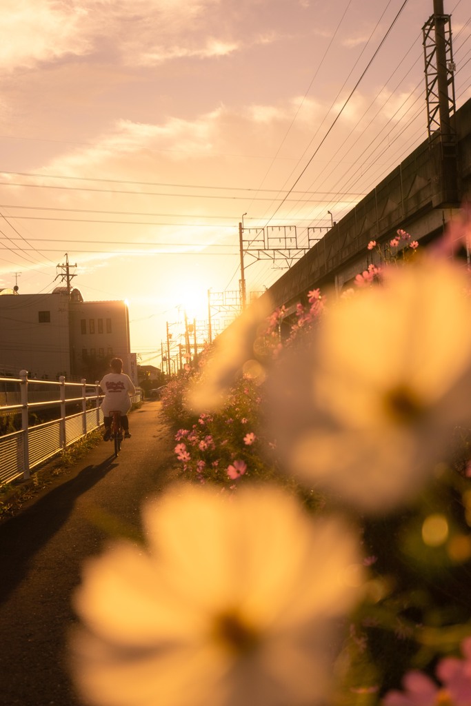 夕暮れ帰り道