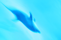 Dolphin dive