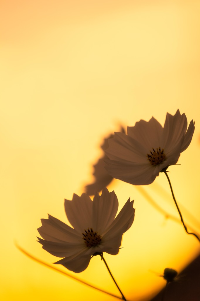 夕焼け空と秋桜