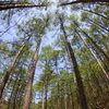 小鳥峠　カラマツ春2013-7Ｄ