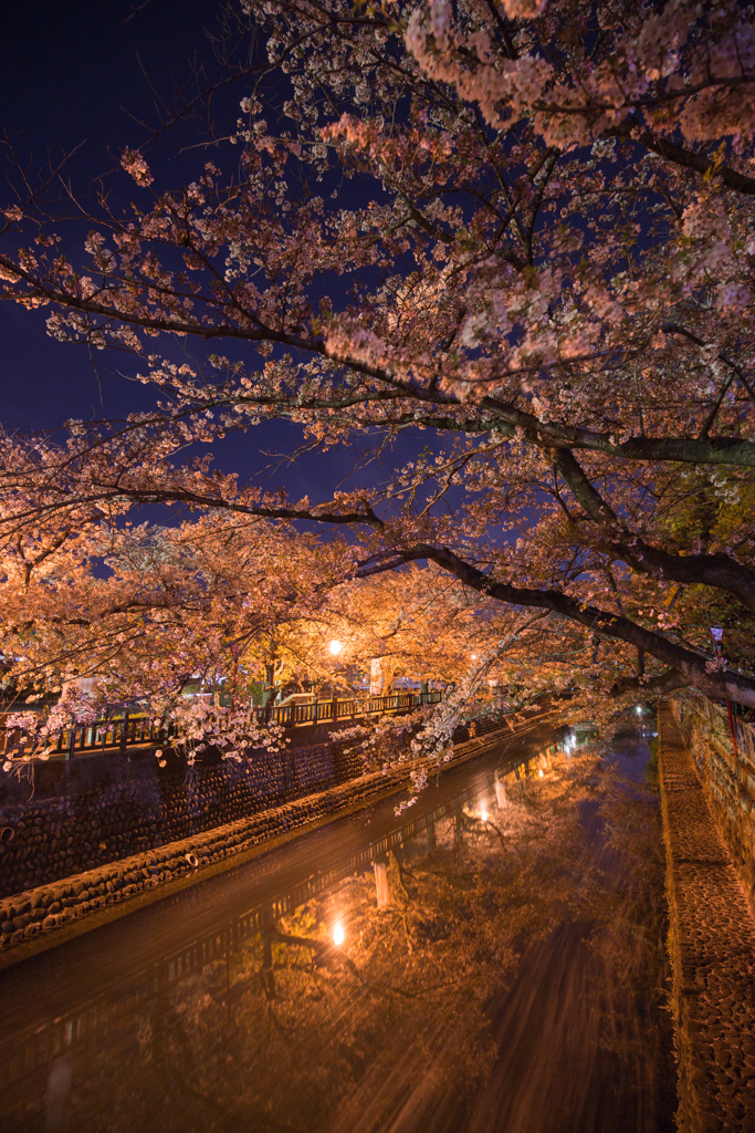 水門川夜桜景１