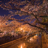 水門川夜桜景１