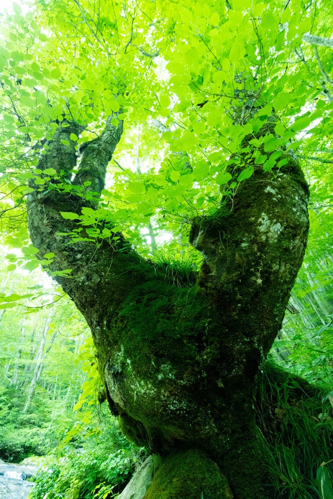 森　大樹
