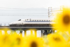 向日葵と新幹線